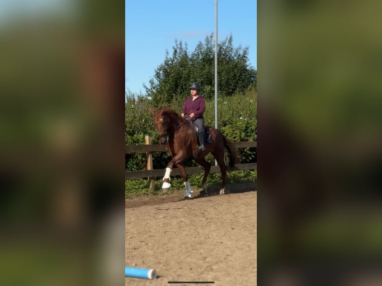 KWPN Castrone 8 Anni 183 cm Sauro in Blekendorf