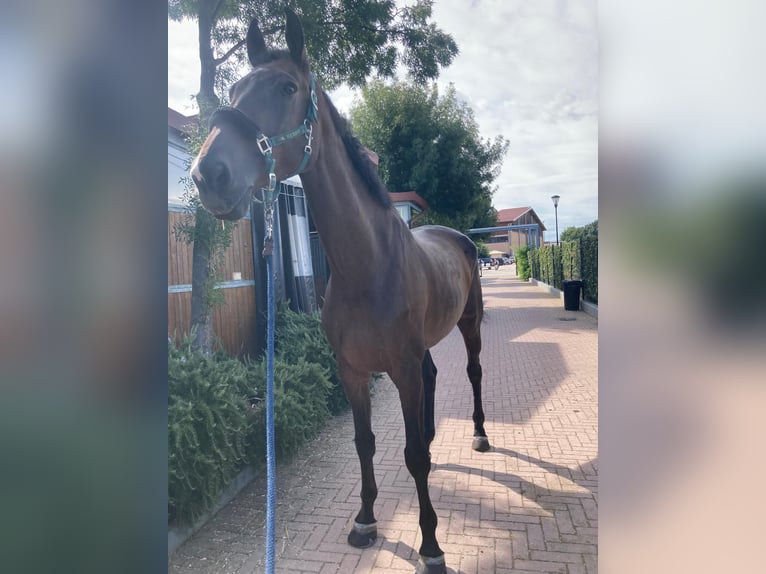 KWPN Castrone 8 Anni 185 cm Baio scuro in Monselice