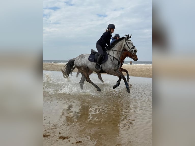 KWPN Castrone 9 Anni 156 cm Grigio in LochemLochem