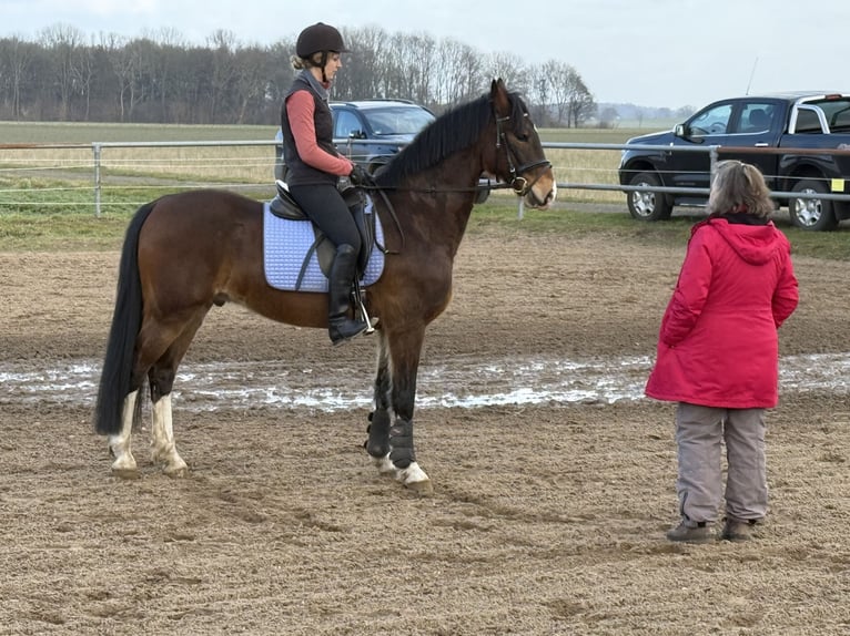 KWPN Castrone 9 Anni 161 cm Baio in Petershagen