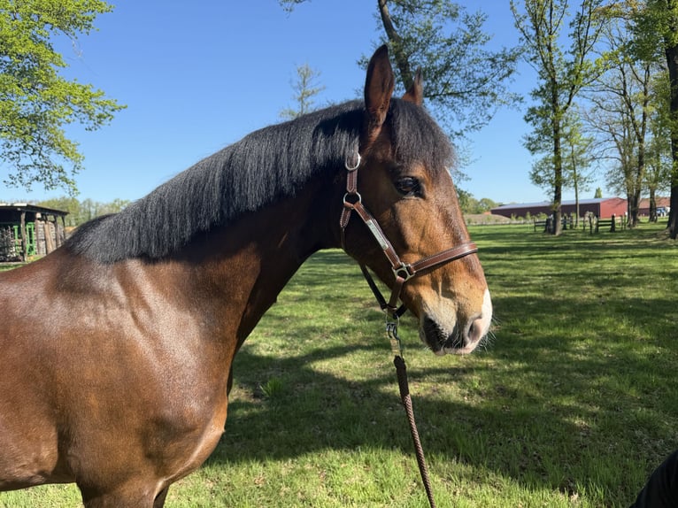 KWPN Castrone 9 Anni 161 cm Baio in Petershagen