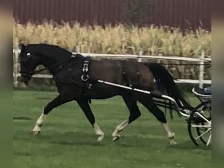 KWPN Castrone 9 Anni 161 cm Baio in Petershagen
