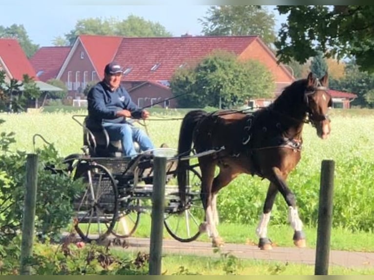 KWPN Castrone 9 Anni 161 cm Baio in Petershagen