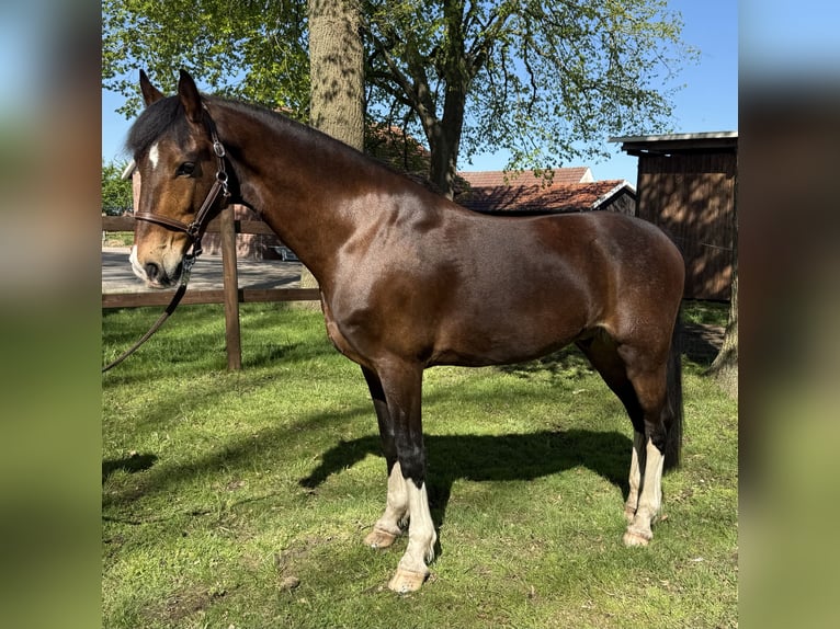 KWPN Castrone 9 Anni 161 cm Baio in Petershagen