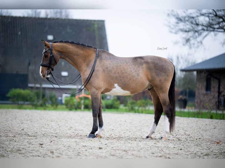 KWPN Castrone 9 Anni 161 cm Baio in Boxmeer