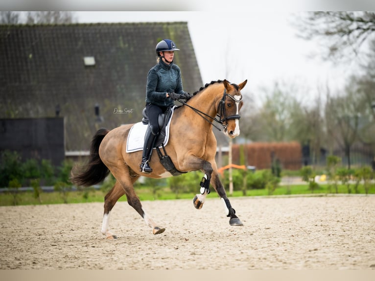 KWPN Castrone 9 Anni 161 cm Baio in Boxmeer