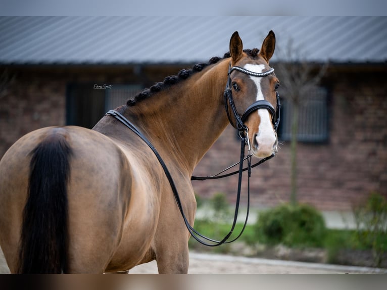 KWPN Castrone 9 Anni 161 cm Baio in Boxmeer