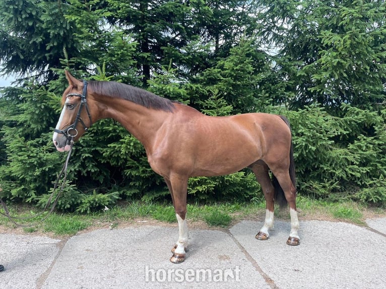 KWPN Castrone 9 Anni 163 cm Baio ciliegia in Slovakia