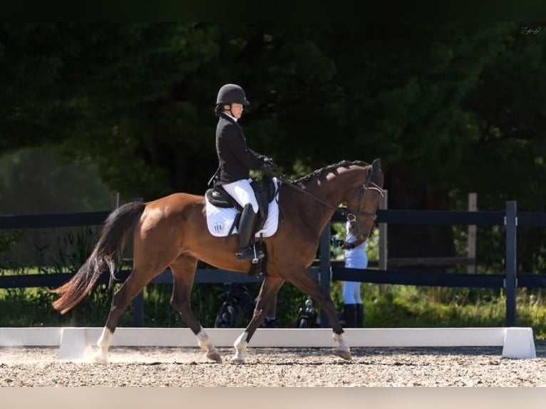 KWPN Castrone 9 Anni 163 cm Baio ciliegia in St-Jean-sur-Richelieu, Quebec