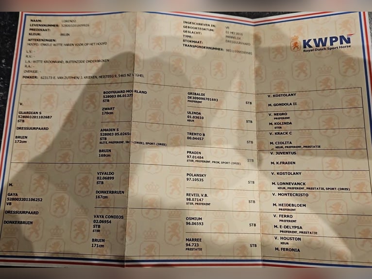 KWPN Castrone 9 Anni 164 cm Baio scuro in Dohren