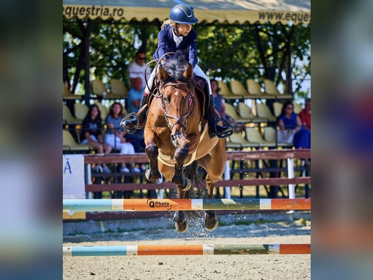 KWPN Castrone 9 Anni 165 cm Baio ciliegia in Baloteşti