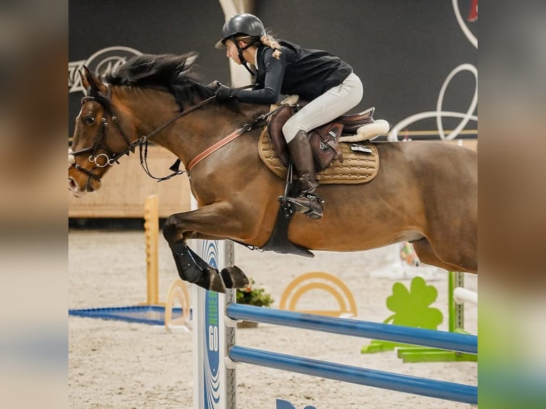 KWPN Castrone 9 Anni 165 cm Baio ciliegia in Baloteşti