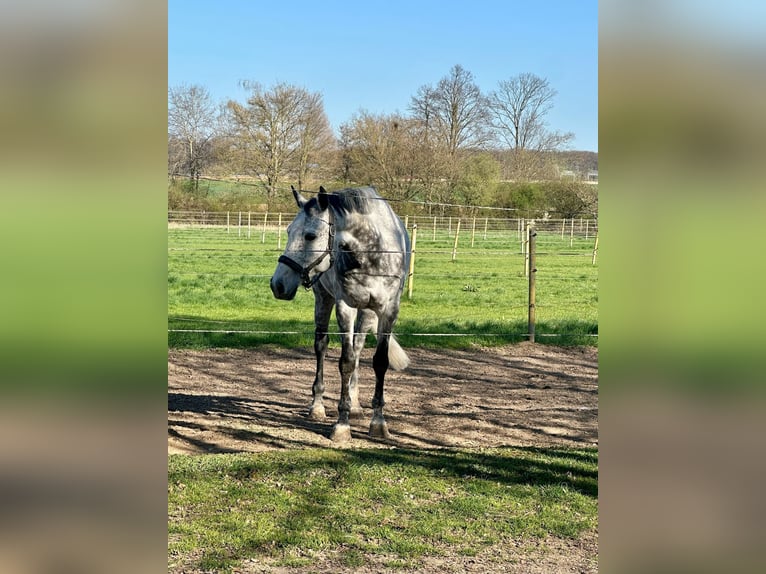 KWPN Castrone 9 Anni 165 cm Grigio pezzato in Urspring