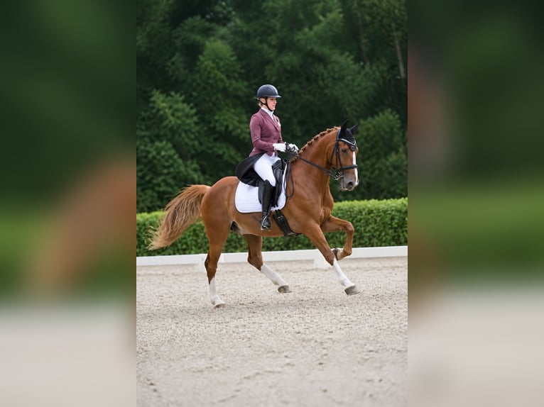 KWPN Castrone 9 Anni 165 cm Sauro in Genemuiden