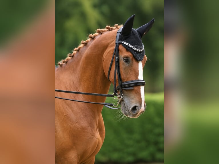 KWPN Castrone 9 Anni 165 cm Sauro in Genemuiden