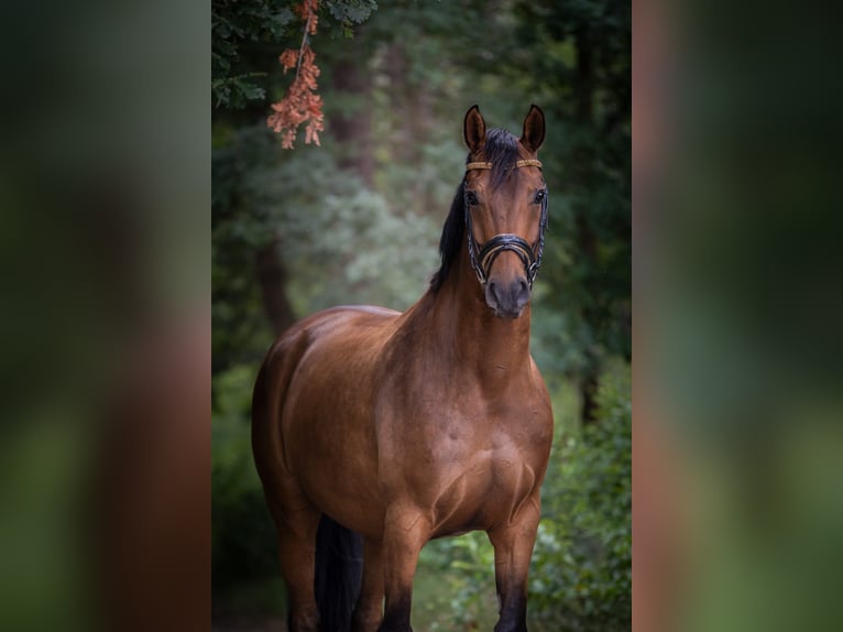 KWPN Castrone 9 Anni 166 cm Baio in Renesse