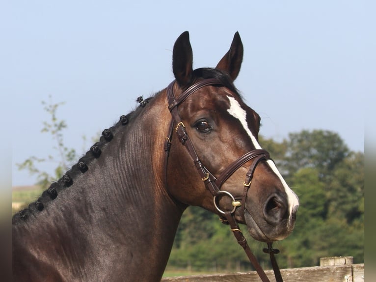 KWPN Castrone 9 Anni 166 cm Baio nero in Bad DürrheimSunthausen