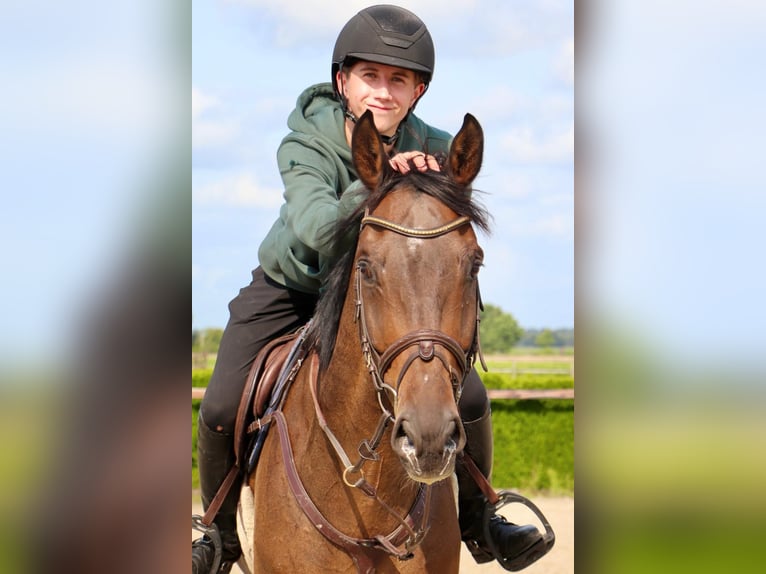 KWPN Castrone 9 Anni 166 cm Baio scuro in Geilenkirchen