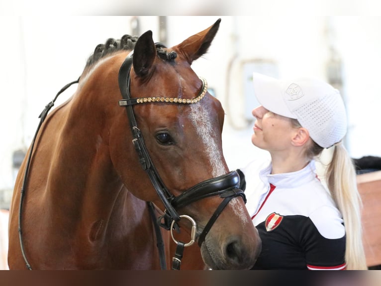 KWPN Castrone 9 Anni 167 cm Baio in Erftstadt