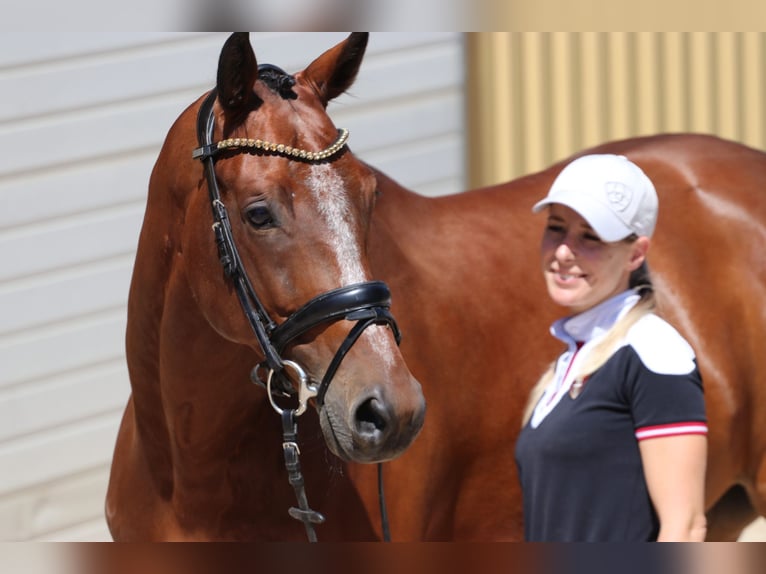 KWPN Castrone 9 Anni 167 cm Baio in Erftstadt