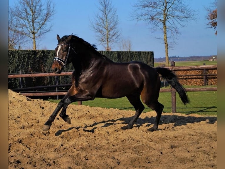 KWPN Castrone 9 Anni 167 cm Baio scuro in Deurne