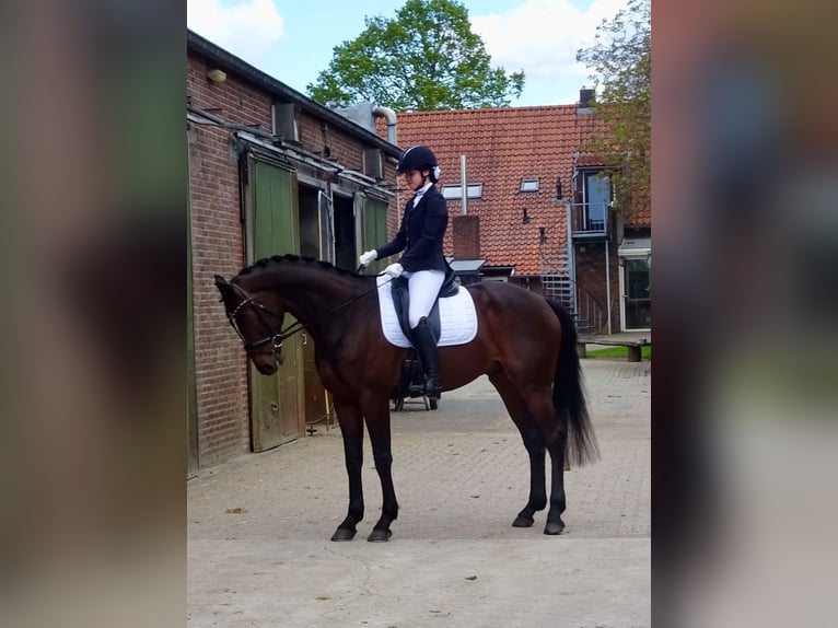 KWPN Castrone 9 Anni 167 cm Baio scuro in Deurne