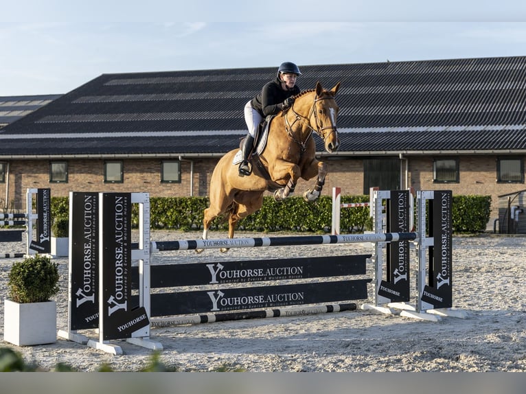 KWPN Castrone 9 Anni 167 cm Sauro in Waddinxveen