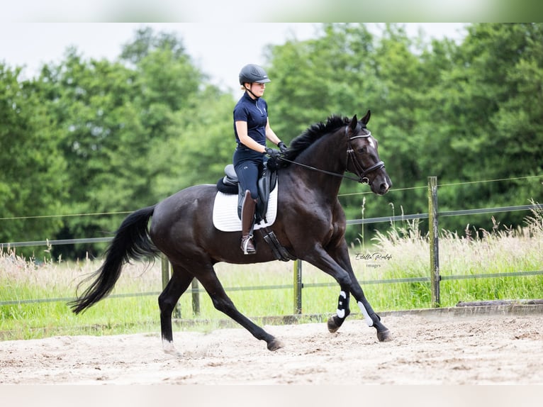 KWPN Castrone 9 Anni 168 cm Baio nero in Putten