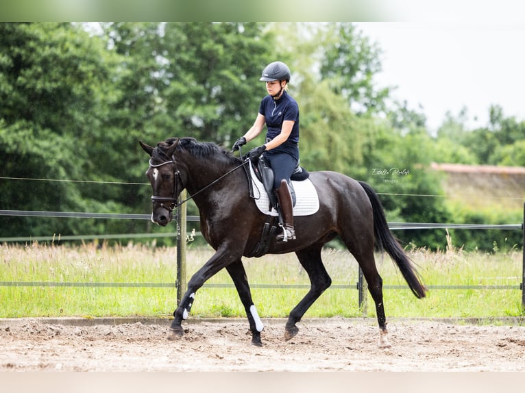 KWPN Castrone 9 Anni 168 cm Baio nero in Putten