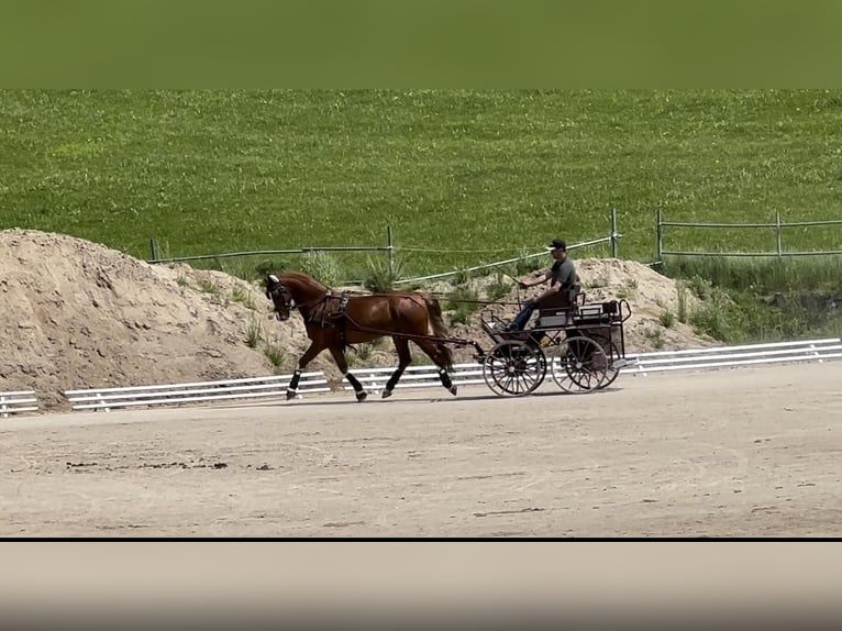 KWPN Castrone 9 Anni 168 cm Sauro in Amstetten