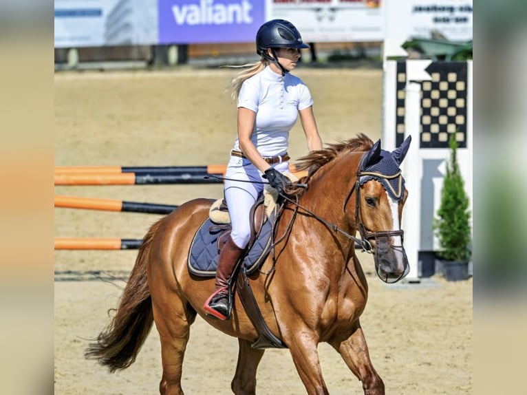 KWPN Castrone 9 Anni 168 cm Sauro in Bottenwil