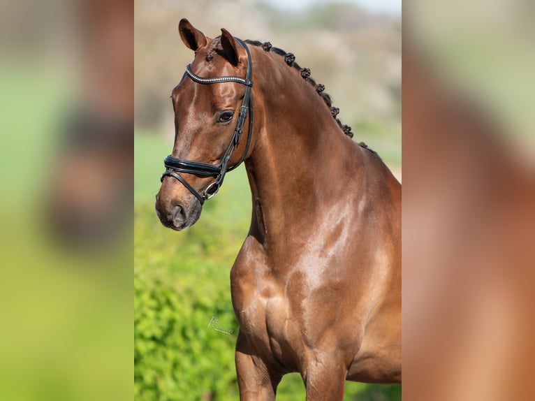KWPN Castrone 9 Anni 168 cm Sauro scuro in Puth