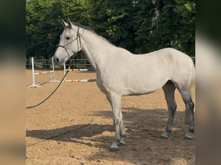 KWPN Castrone 9 Anni 169 cm Grigio in Gnadenwald