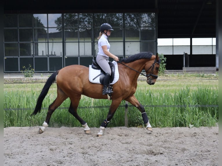 KWPN Castrone 9 Anni 170 cm Baio in Zeewolde