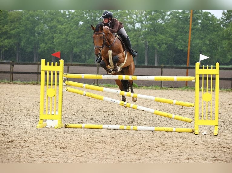 KWPN Castrone 9 Anni 170 cm Baio in Zeewolde