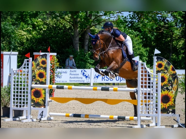 KWPN Castrone 9 Anni 170 cm Baio in Gerstetten