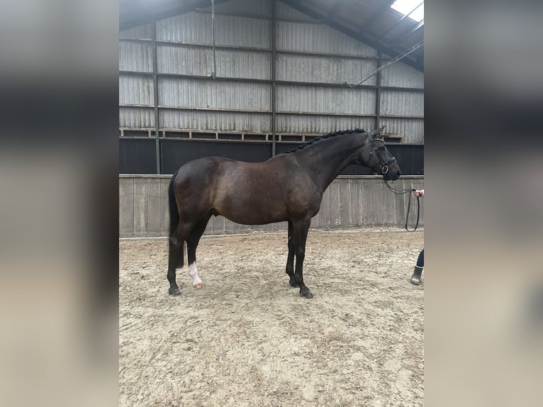 KWPN Castrone 9 Anni 170 cm Baio scuro in Grolloo