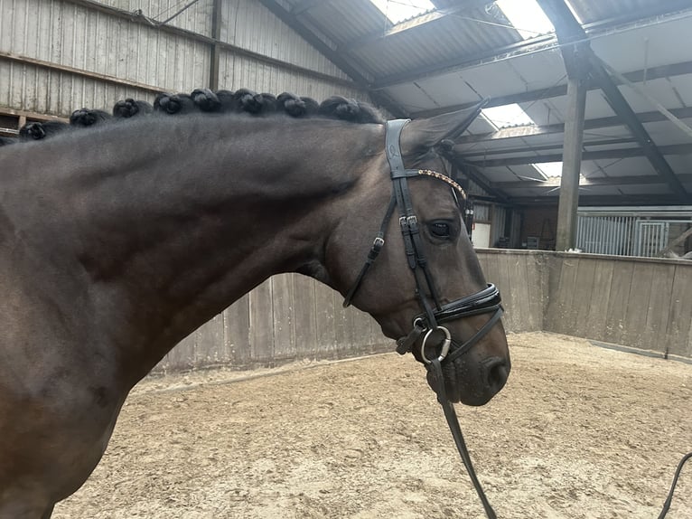 KWPN Castrone 9 Anni 170 cm Baio scuro in Grolloo