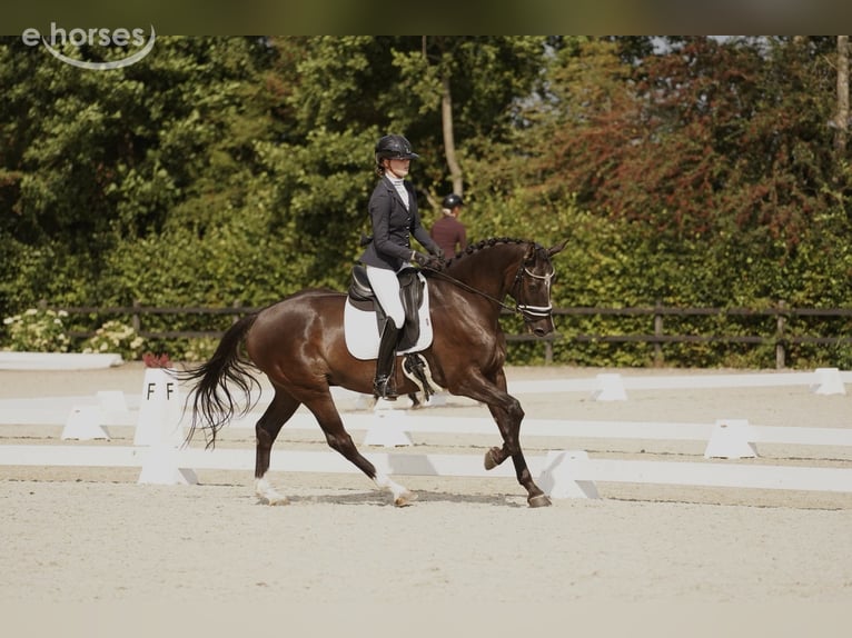 KWPN Castrone 9 Anni 170 cm Morello in Boerakker