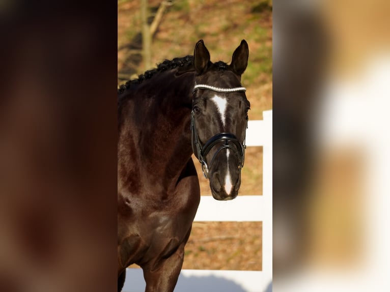 KWPN Castrone 9 Anni 170 cm Morello in Nettersheim
