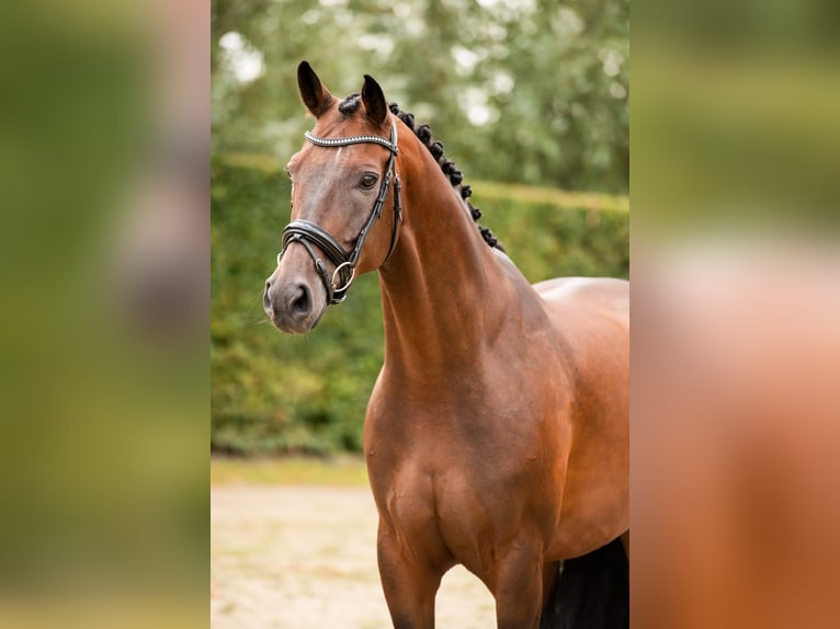 KWPN Castrone 9 Anni 172 cm Baio in Bodegraven