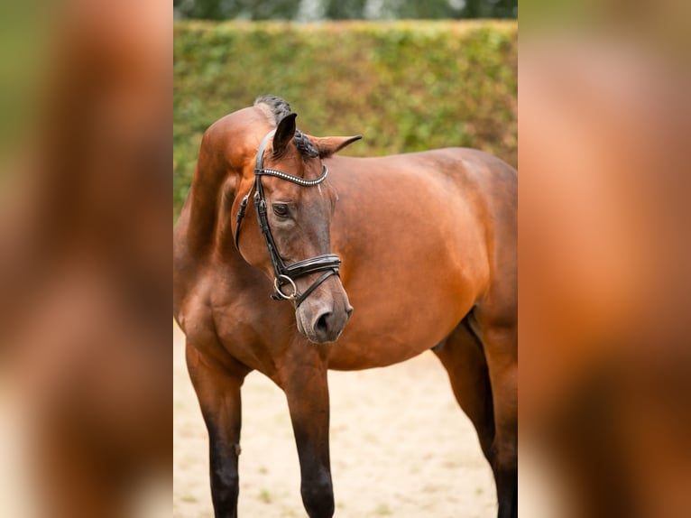 KWPN Castrone 9 Anni 172 cm Baio in Bodegraven