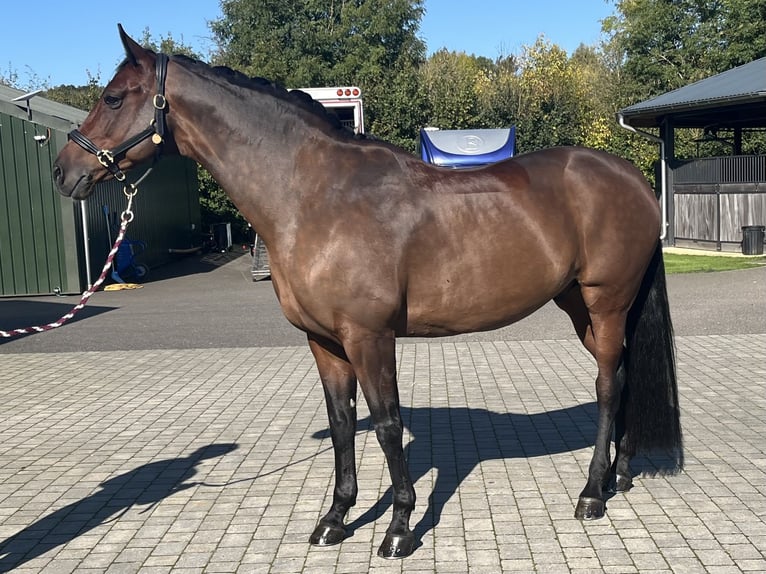 KWPN Castrone 9 Anni 172 cm Baio ciliegia in Oxfordshire