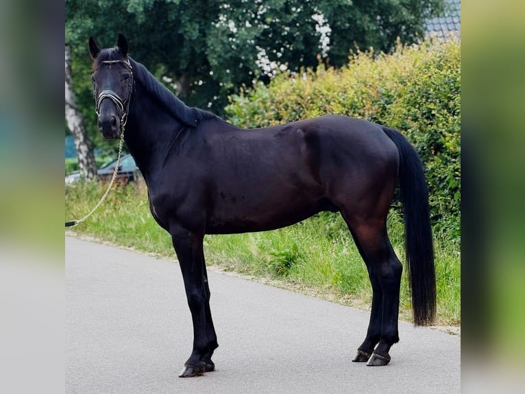 KWPN Castrone 9 Anni 172 cm Morello in Weert