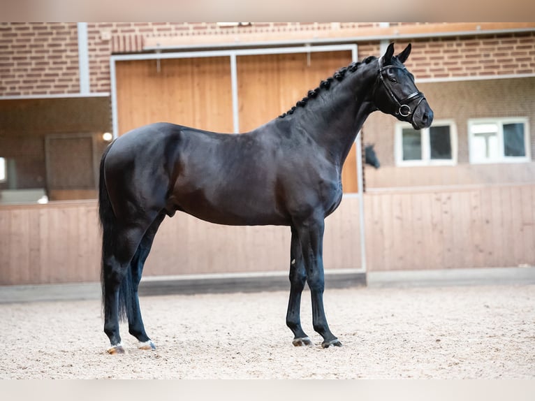 KWPN Castrone 9 Anni 172 cm Morello in Goch