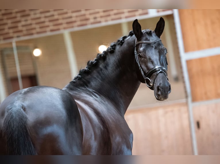 KWPN Castrone 9 Anni 172 cm Morello in Goch