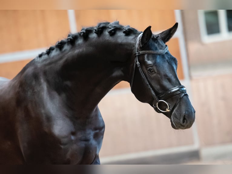 KWPN Castrone 9 Anni 172 cm Morello in Goch