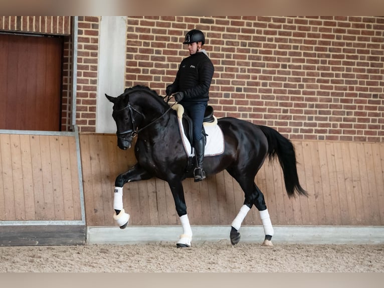 KWPN Castrone 9 Anni 172 cm Morello in Goch