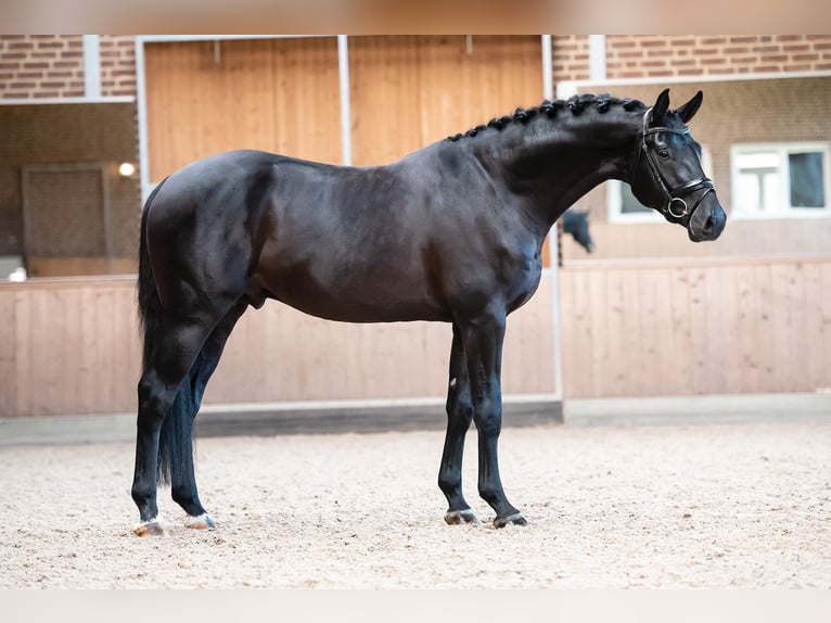 KWPN Castrone 9 Anni 172 cm Morello in Goch