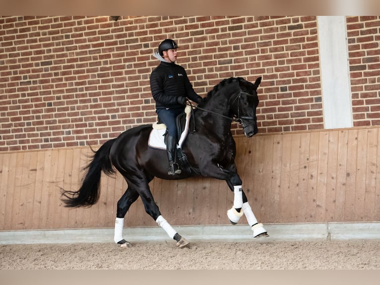 KWPN Castrone 9 Anni 172 cm Morello in Goch